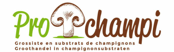 Chicons – Filet De 50 Racines - Prochampi